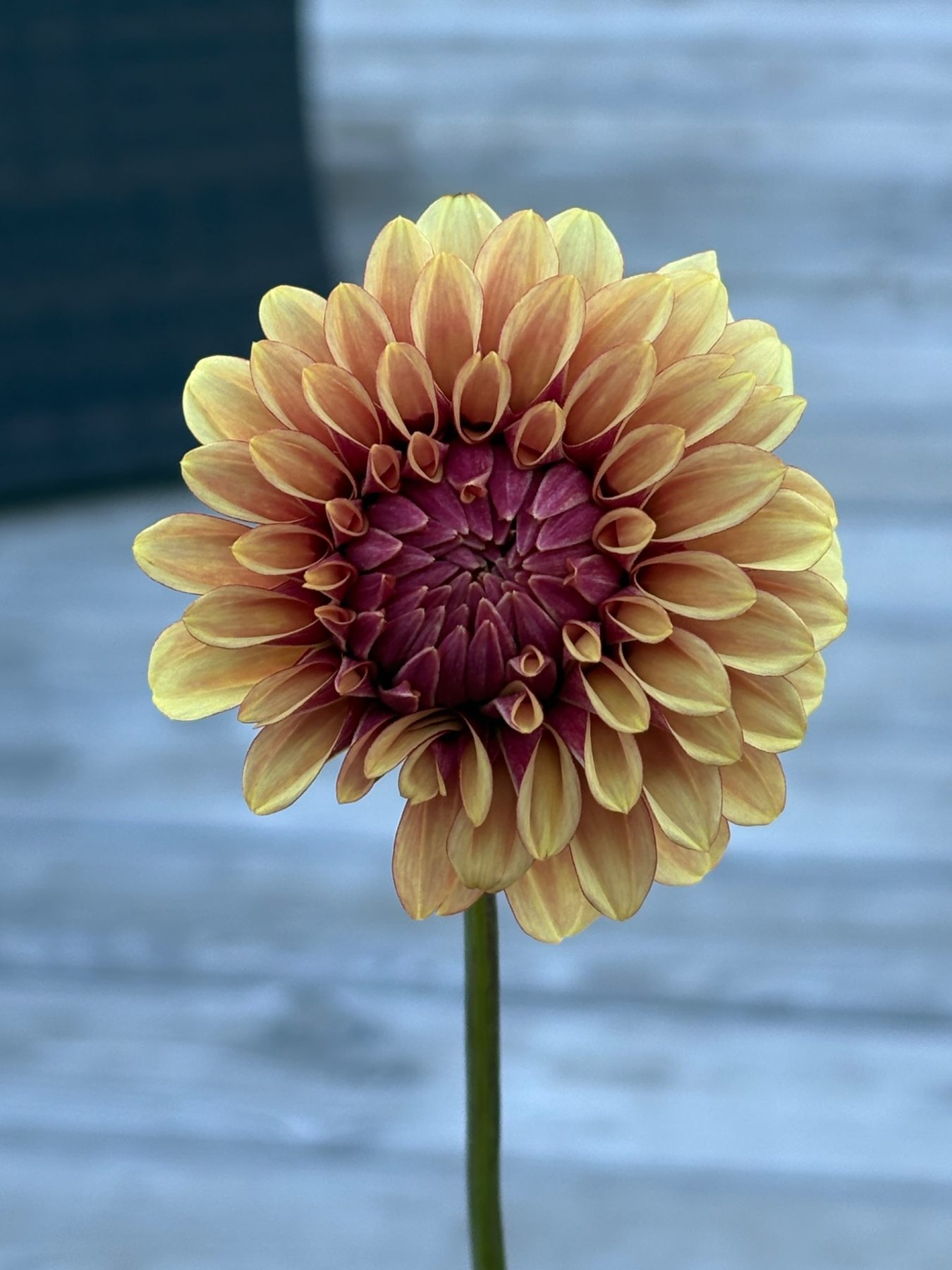 Close view of seasonal zinnias and textured flowers