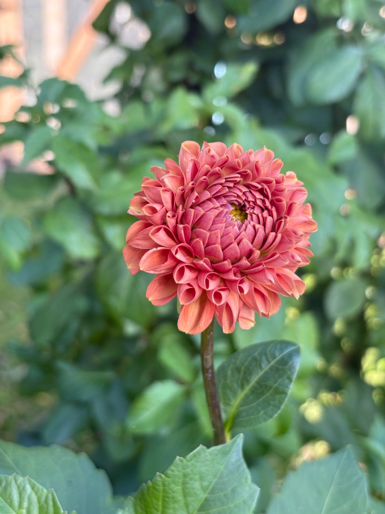 Coral dahlia grown at Rooted Raymond