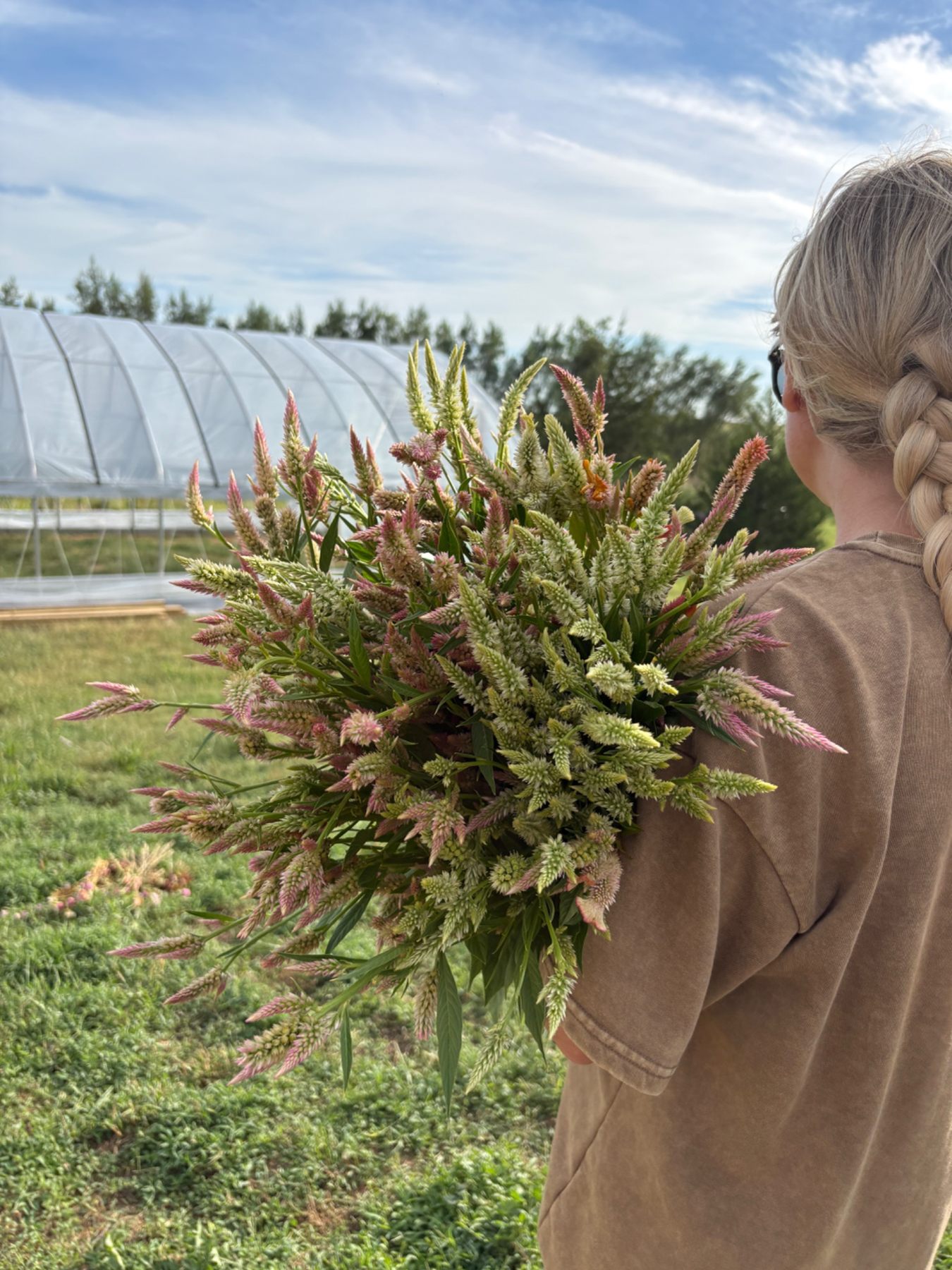 Freshly harvested celosia