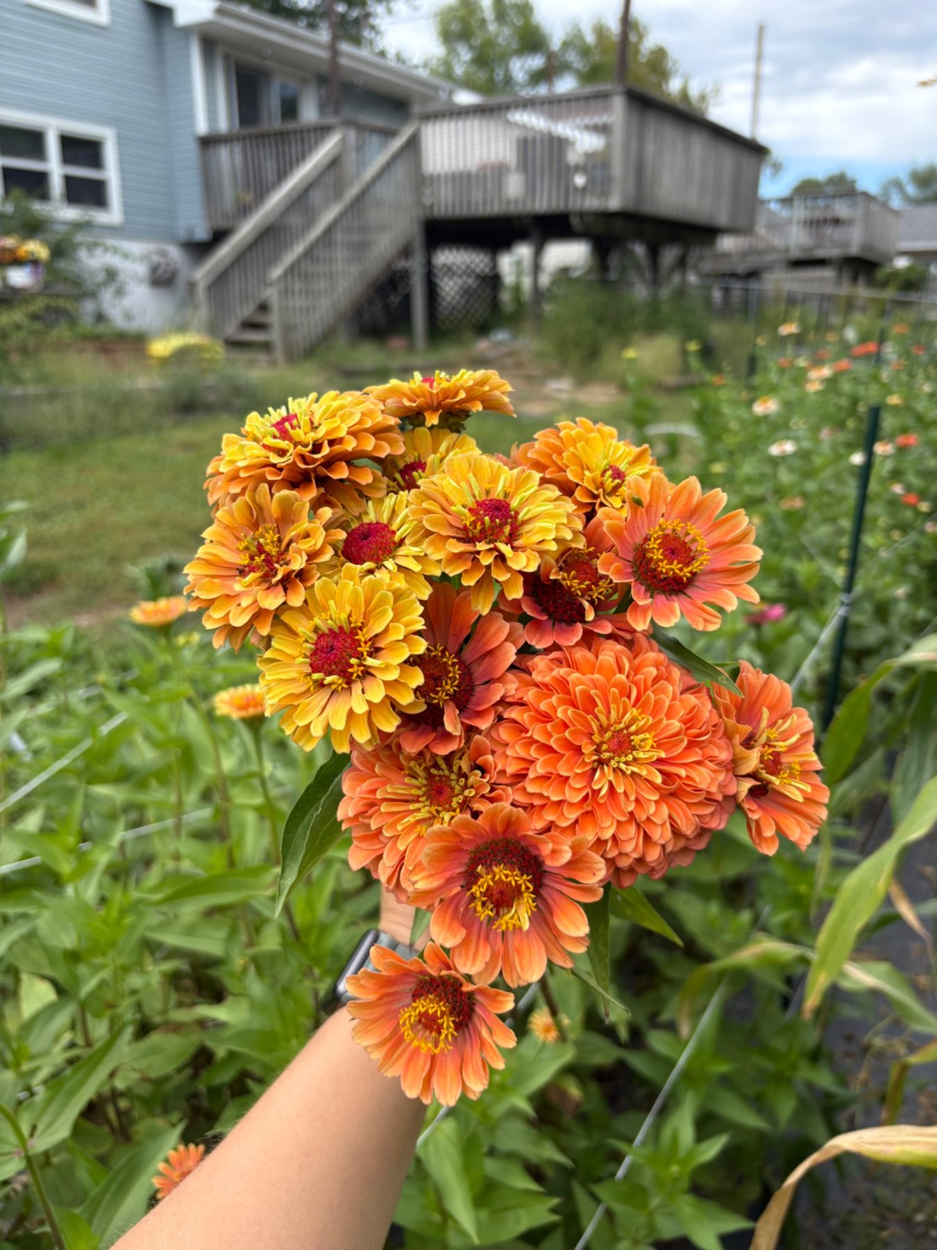 Fresh orange zinnias