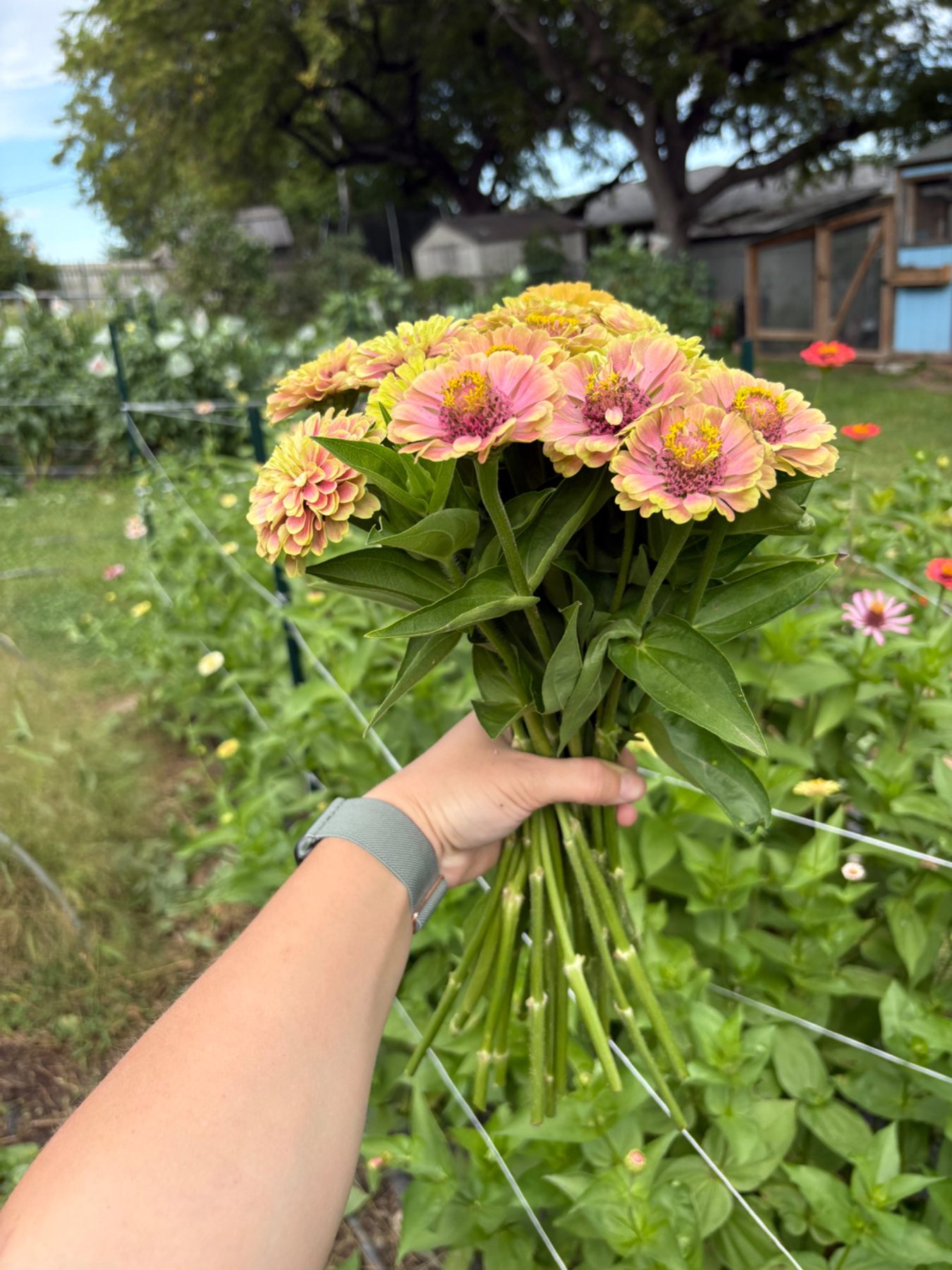Colorful flowers grown by Rooted Raymond